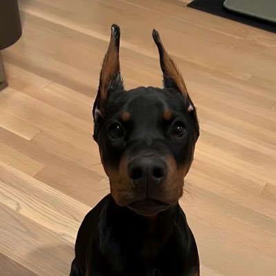 jonahsol_'s profile picture. $sol developer @potionalpha