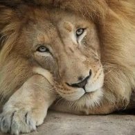 wendelanova's profile picture. I dig nature and kindness. I don’t do drama. I am a sassy, bold Leo with a soft heart ❤️ I am not a tramp, no gross DM or pics. Trad Slav