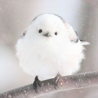 オニギリ（ツナ） (@ginmugiyuzuazu) Twitter profile photo