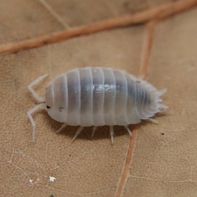 rice_o_pod's profile picture. they them 22 / i may look scary but i have a soft and pathetic soul