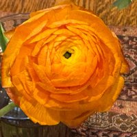 DB Reiff (@db4dignity) 's Twitter Profile