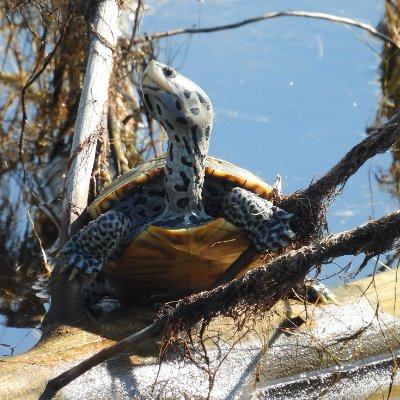 Christian, love the Liberty Flames, Philadelphia Eagles and other Philly sports teams. Do reptile/amphibian and other animal photography for hobby.