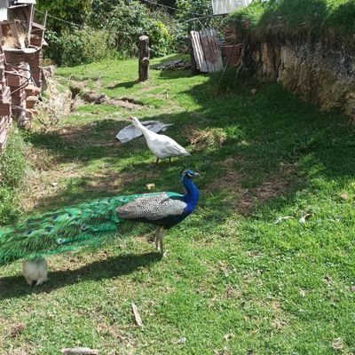 espinosa_p29160's profile picture. 