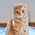 まさきち🐱 (@masakichi_d) Twitter profile photo まさきち🐱 (@masakichi_d) Twitter profile photo