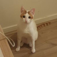 Sophie 🧡🌼🐛 (@sophieeevo) 's Twitter Profile Photo