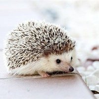 ふゆこ (@fuyuko518737) 's Twitter Profile