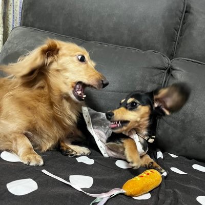 カニヘンダックスとミニチュア3匹多頭飼い中、趣味はマラソン、料理、車、弓道、バイク。 歌手声優の岩男潤子さんの大ファン、ライブとかあれば行ってます。 好きな作家 乃南アサ、新田次郎、大石英司、松岡圭祐、宮部みゆき、谷甲州、好きな本・マンガ: 山岳小説 、食べ物系