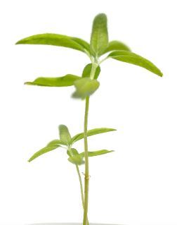 EcofamBrush's profile picture. 