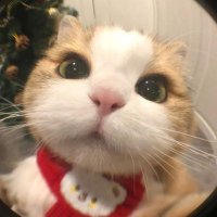 kobysski (@kobysski79292) 's Twitter Profile