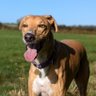 StuartMc1's profile picture. I love or have...Heavy Metal, Classical, wasting time on my ps5..Love Dorset+the outdoors,Small business owner (Sparky), slave to Hobbes, my wonderful Lurcher.
