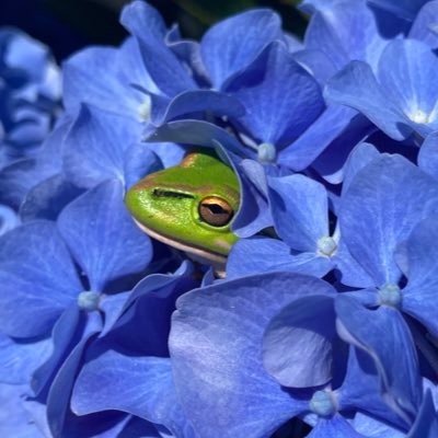 反グローバリズム👊🏻化学物質過敏症発覚→化学物質を摂取しない、使わない→健康オタク化。身を守る為には世界征服しようとしているDSとの闘いだと知ってからは政治オタク化。真実だけを追求したいからXが教科書、只今猛勉強中。真実はひとつだけ!我が国日本を護るぞ!GETTR在籍中⚠️時間が無駄なので面倒な人は即ブロック。