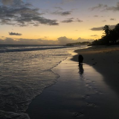 CarloRoyale's profile picture. 🇧🇧 | 🇩🇪