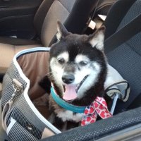 mon (@dkht4scxoodon4x) Twitter profile photo