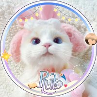 ✩‧₊˚𝙱𝚞𝚋𝚋𝚕𝚎 ·͜· (@stella_2247) 's Twitter Profile