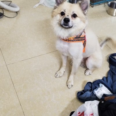 jakensz_uraaka's profile picture. 運動家のENFP-Tらしい。。。ゲイ用裏垢 52-170-80　中国深圳生活中のHIV+ 2015年に発覚　同年12月から服用開始し、今はドゥベイト服用中。
翻訳、通訳、貿易業務サポートを個人でしてます。中型雑種とトイプーミックス3匹に囲まれている完全な犬バカ独身ゲイです。