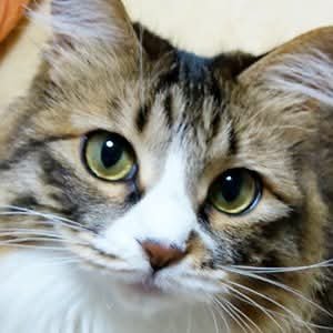 齋藤 修 (@sai_toos) / Posts / X