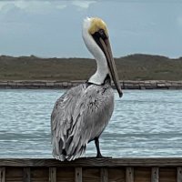 It’s In The Syllabus (@thorn_phd) 's Twitter Profile