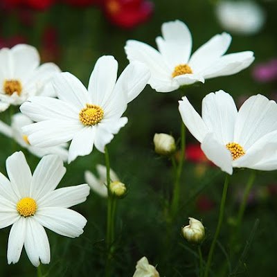 Libra_7764's profile picture. @Kuvilabs