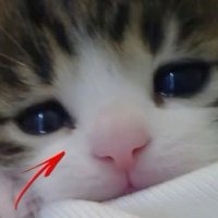 corale (@feelingextenso) 's Twitter Profile