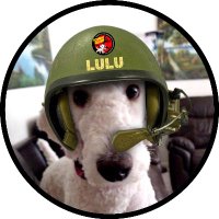 lulu bubba 🐻❄️ #ZSHQ (@tiredbubba) 's Twitter Profile