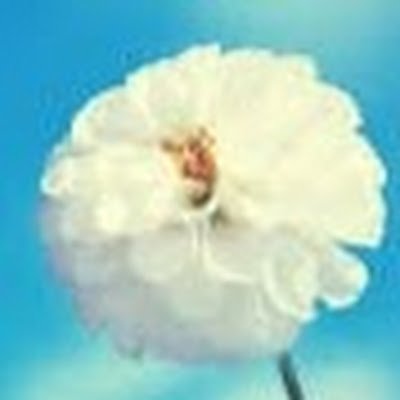 sirishirisha97's profile picture. 