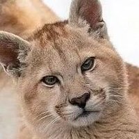 assia🐈 (@nyaaruuto) 's Twitter Profile