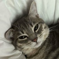 ๐๐ Panda ๐ (@pzxnda) 's Twitter Profile