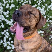 Swamp (@adognamedswamp) 's Twitter Profile Photo Swamp (@adognamedswamp) 's Twitter Profile Photo