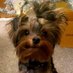🐶 Mister BoJangles 🐾 (@kingmrbojangles) Twitter profile photo 🐶 Mister BoJangles 🐾 (@kingmrbojangles) Twitter profile photo