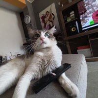 iamSam (@iamsam24998) 's Twitter Profile