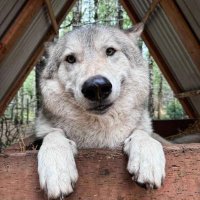 amethyst (@getamethyst) 's Twitter Profile