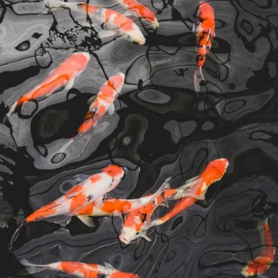 Hey!
I go by He/Him or He/They! You can call me Koi, Fishy, or anything of the sort!
Trans male!