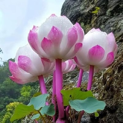 AldyAlien's profile picture. 