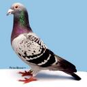 Ian Bellamy - @pigeonmad - Twitter