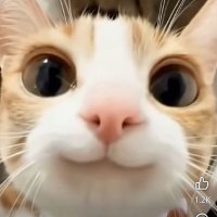 Hazel (@galacticrainstr) 's Twitter Profile