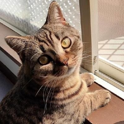 unitia4's profile picture. 主にAWS環境でRails使ってバックエンドの開発をしています。 静岡大学情報科学科卒業→ベンチャーで3年間Web開発→2022年からフリーランスエンジニアとして業務委託で働いています。