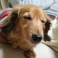 かっかサン (@redkakka) 's Twitter Profile