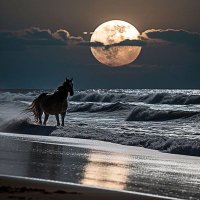 شموخ أنثى (@z336699h) 's Twitter Profile Photo