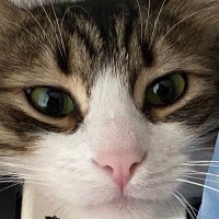 Kirazhanim🌱Turşubey (@kiraztursu) Twitter profile photo