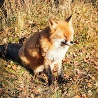 call me ney. | CFXX Z-07 | PO ๐ (@vaudefox) 's Twitter Profile
