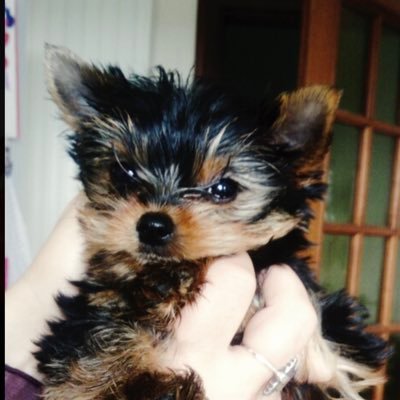 MarieMarylou3's profile picture. Je ne me retrouve plus dans mon pays🇫🇷on a perdu nos valeurs,🌿⚜️💤®️amour,respect des animaux que j’affectionne + que tout/MP🚫née le 21 décembre