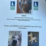 colliesontherun's profile picture. TWEETING FOR LOST/STOLEN/FOUND COLLIES 🐾🐾 tag us for any pet in neehttps://www.facebook.com/groups/1494287060724594/?ref=sharexL