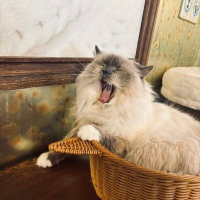 cororon5656's profile picture. 