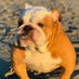 Bulldog lover club (@bulldogclub0) Twitter profile photo Bulldog lover club (@bulldogclub0) Twitter profile photo