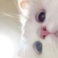𝐶 (@mq__3yy) 's Twitter Profile