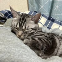sugisansan (@sugisansan3) 's Twitter Profile