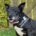 Retired Police Dog Stella the Staffie (@rpd2025stella) Twitter profile photo Retired Police Dog Stella the Staffie (@rpd2025stella) Twitter profile photo