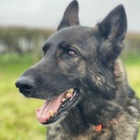 Vader (@vadergsdr) 's Twitter Profile
