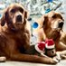 Cassie and Claude (@cassieandclaude) Twitter profile photo