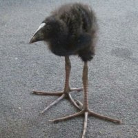 eepy (@inthetamariver) 's Twitter Profile